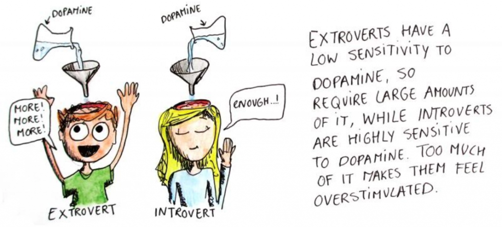 introverts brain